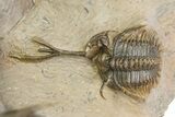 Double Spiny Trident Walliserops Trilobite Specimen #350537-5